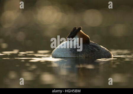 Svasso maggiore (Podiceps cristatus ) appoggiata, dormendo mentre nuoto rilassato, ma ancora attento, guardando. Foto Stock