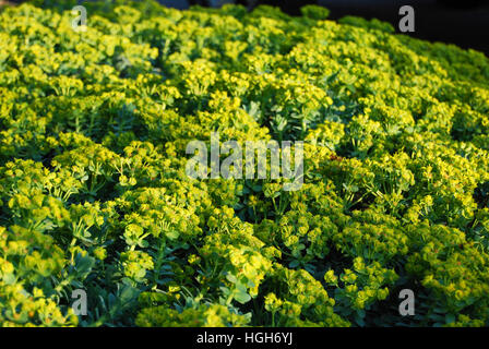 Un intrico di Euphorbia polychroma o E. epithymoides, il cuscino di euforbia. Verde, Giallo pianta flowering. Foto Stock