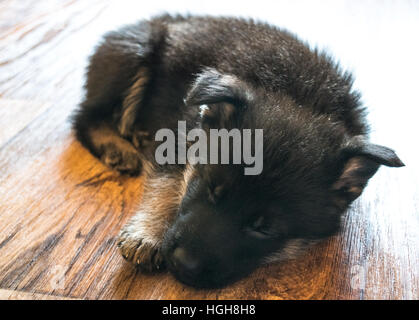 Pastore Tedesco cucciolo dorme Foto Stock