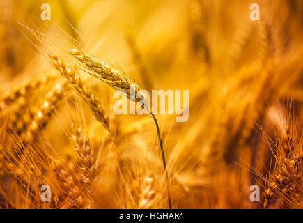 Harvest pronto triticale in campo, ibrido di grano e di segala Foto Stock