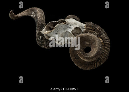 Ram cranio con Big Horn isolati su sfondo nero. Foto Stock