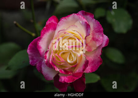 Rosa Double Delight. Foto Stock