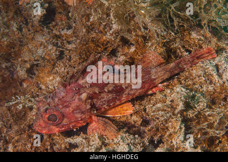 Piccoli scorfani rossi (Scorpaena notata), Scorpenidae, Tor Paterno area marina protetta, Lazio, l'Italia, Mare Mediterraneo. Foto Stock