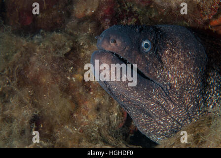 Murena nera, Muraena helena, Muraenidae, Tor Paterno area marina protetta, Lazio, l'Italia, Mare Mediterraneo. Foto Stock