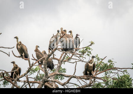 White-backed avvoltoi seduti in un albero nel Parco Nazionale di Kruger, Sud Africa. Foto Stock