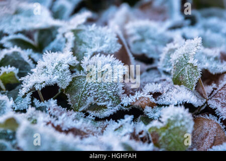 Foto di foglie d'edera con brina in inverno Foto Stock