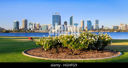 Un letto di rose sul South Perth Esplanade con il Fiume Swan e la città di Perth in distanza. Foto Stock