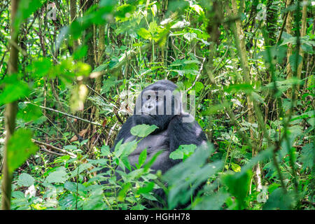 Silverback gorilla di montagna in seduta lascia nel Parco nazionale di Virunga, Repubblica Democratica del Congo. Foto Stock