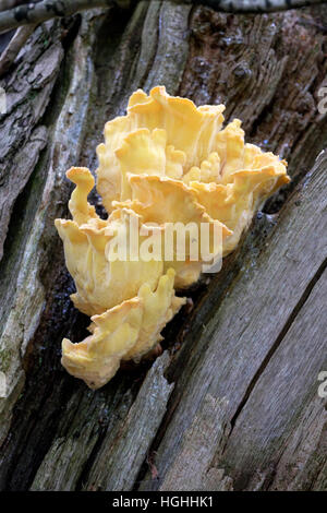 Laetiporus staffa sulfurei fungo Europa Nord America crab-di-il-boschi di zolfo Zolfo polypore ripiano pollo-di-il-boschi tronchi d albero undersurfa Foto Stock