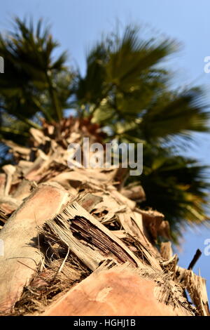 Palm tree dalla base foto, spiaggia sabbiosa, Emirati Arabi Uniti Foto Stock