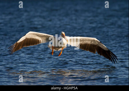 Un grande Americano bianco Pelican scivola sulla superficie dell'acqua appena prima dello sbarco in tarda serata sun. Foto Stock