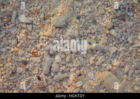 Corallo, di ghiaia e di gusci nell'oceano Foto Stock