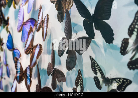 Butterfly campione sulla mostra Foto Stock