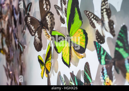 Butterfly campione sulla mostra Foto Stock