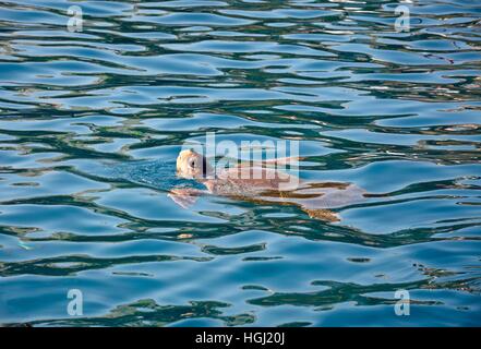 Carretta Carretta tartaruga (noto anche come tartaruga caretta) nel porto, Bali, Creta, Grecia, l'Europa. Foto Stock