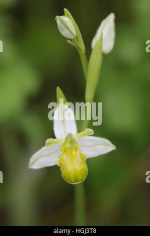 Bee Orchid (Ophrys apifera) variazione chlorantha, che cresce su una banchina orlo in Norfolk, Regno Unito Foto Stock