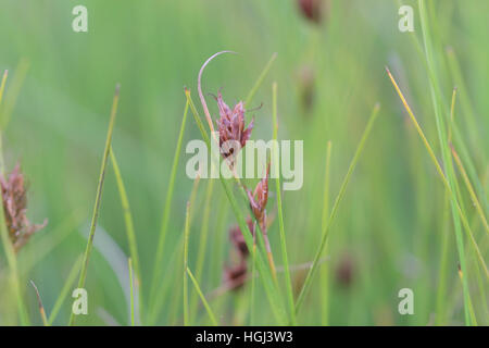 Becco marrone-carici (Rhynchospora fusca), una pianta rara di Lande umide e le torbiere, su Dorset heath, Regno Unito Foto Stock