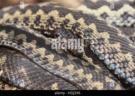 Close-up di sole maschio sommatori europea (Vipera berus) Foto Stock