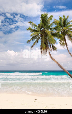 Le palme sulla spiaggia, verticale. Foto Stock