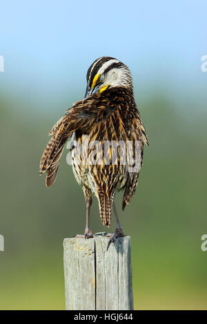 Orientale, Meadowlark Sturnella magna. maschio adulto bird preening mentre appollaiato su un fencepost Foto Stock