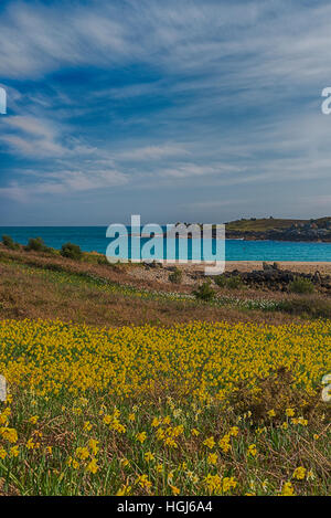 Narcisi narcisi sull isola di Gugh, isole Scilly, Scillies, Cornwall in aprile - effetto hdr Foto Stock