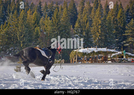 Cavallo nero al galoppo sulla neve Foto Stock