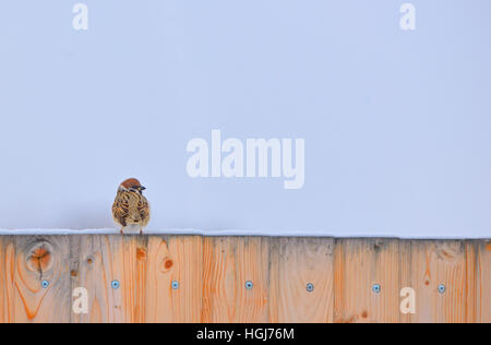 Piccolo passero sul recinto nel periodo invernale Foto Stock