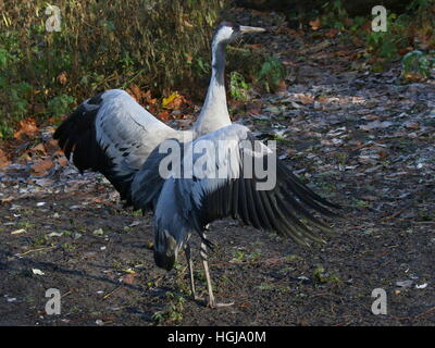 Politica europea comune gru (grus grus) corteggiamento Foto Stock