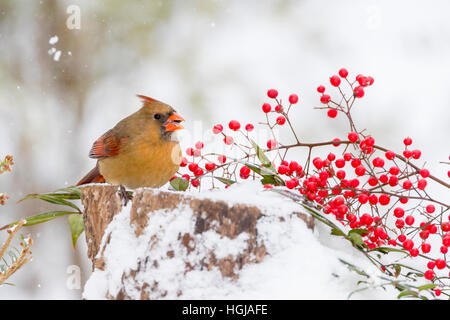 Il cardinale Nord Foto Stock