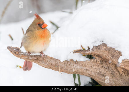 Il cardinale Nord Foto Stock