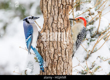 Blue Jay & rosso-Picchio panciuto Foto Stock