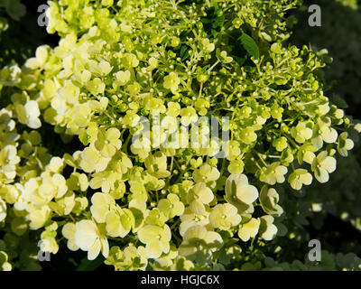 Hydrangea paniculata "Bobo" - panicle hydrangea flower closeup Foto Stock