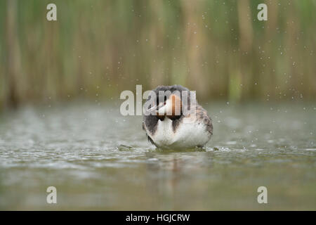 Svasso maggiore (Podiceps cristatus ) agitando l'acqua fuori il suo piumaggio, nel tipico che circonda di un lago naturale. Foto Stock