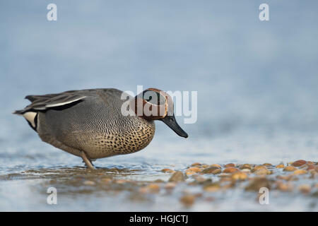 Teal ( Anas crecca ), maschio, Drake in abito di allevamento, alla ricerca di cibo su una banca di cozze, lasciando l'acqua, corpo pieno in vista laterale. Foto Stock