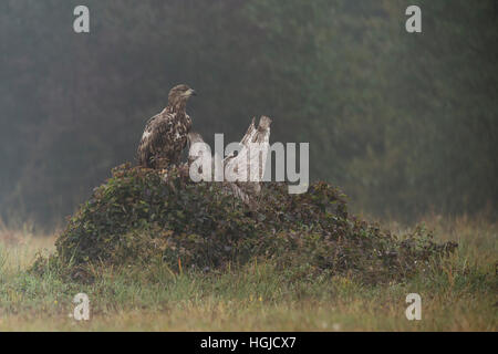 Aquila dalla coda bianca / Aquila di mare ( Haliaetus albicilla ), immaturo, caccia, arroccato su radice di albero, prateria aperta, tempo frizzante, Europa. Foto Stock