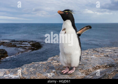 Pinguino saltaroccia sull isola più deprimente nelle Falkland Foto Stock
