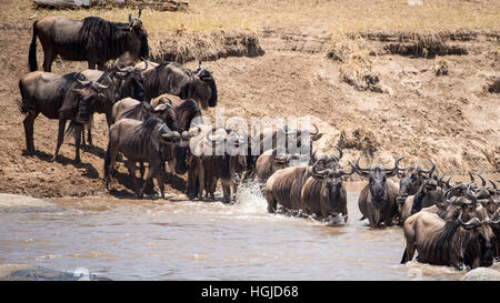 Gnu, bianco barbuto borchiati o blu (Connochaetes taurinus) Foto Stock