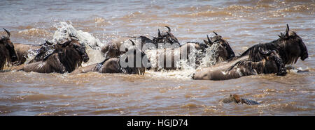 Gnu, bianco barbuto borchiati o blu (Connochaetes taurinus) Attraversamento fiume Mara Foto Stock