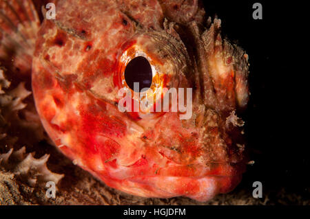 Piccoli scorfani rossi (Scorpaena notata), l'Escala, Costa Brava Catalogna Foto Stock