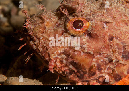 Red scorfani (Scorpaena scrofa), l'Escala, Costa Brava Catalogna Foto Stock