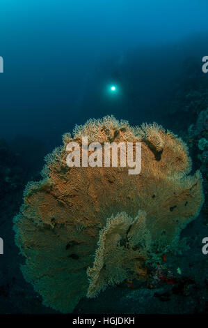 Grandangolari Coral Reef View con subacqueo, Bali, Indonesia Foto Stock