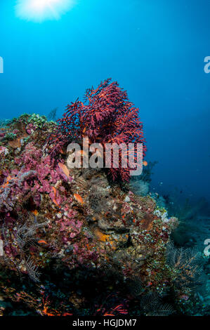 Grandangolari Coral Reef View, Bali, Indonesia Foto Stock