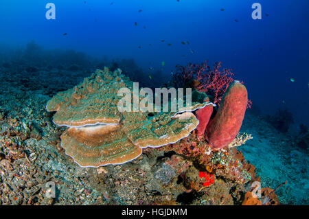 Grandangolari Coral Reef View, Bali, Indonesia Foto Stock