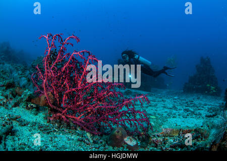 Grandangolari Coral Reef View con subacqueo, Bali, Indonesia Foto Stock