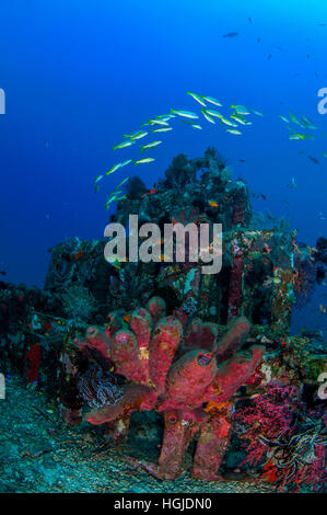 Grandangolari Coral Reef View, Bali, Indonesia Foto Stock