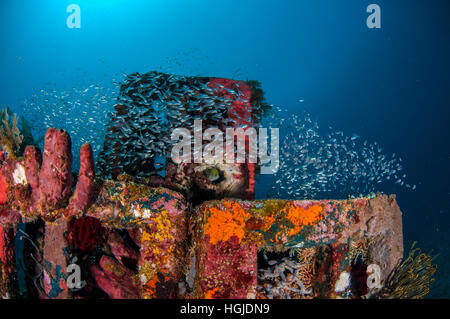 Grandangolari Coral Reef View, Bali, Indonesia Foto Stock