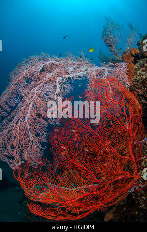 Grandangolari Coral Reef View, Bali, Indonesia Foto Stock