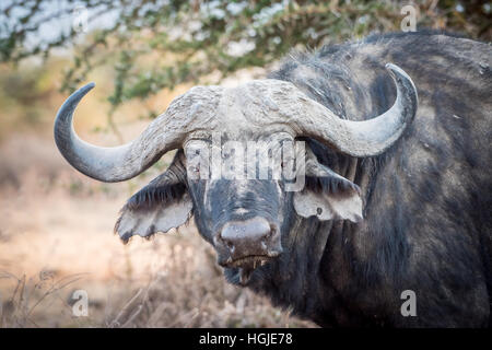 African Buffalo (Syncerus caffer) ritratto Foto Stock