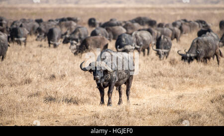 African Buffalo (Syncerus caffer) Allevamento Foto Stock