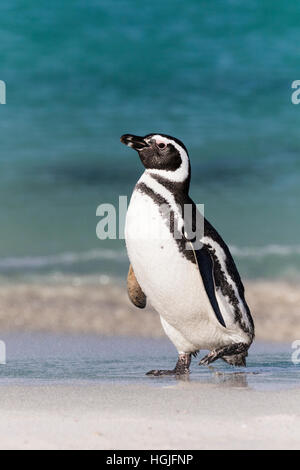 Magellanic Penguin su più deprimente isola nelle Falkland Foto Stock